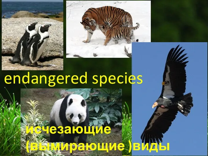 endangered species исчезающие (вымирающие )виды