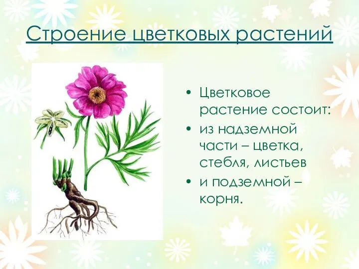 Строение цветковых растений Цветковое растение состоит: из надземной части – цветка, стебля,