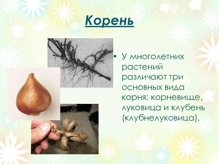 Корень У многолетних растений различают три основных вида корня: корневище, луковица и клубень (клубнелуковица).
