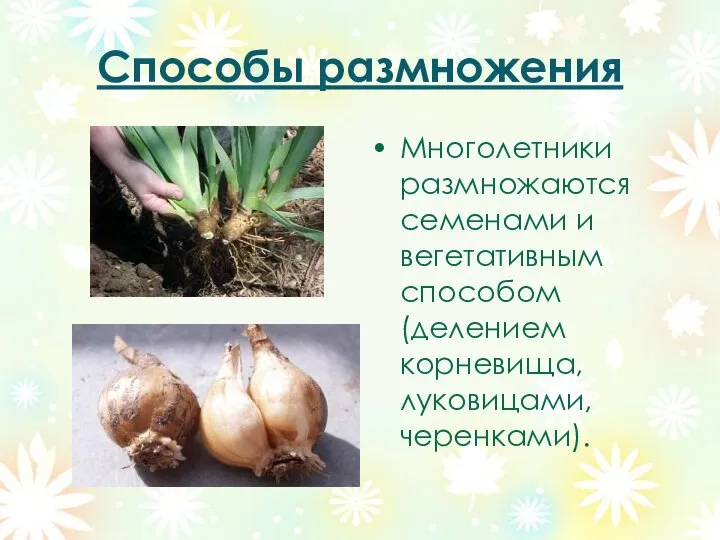 Способы размножения Многолетники размножаются семенами и вегетативным способом (делением корневища, луковицами, черенками).