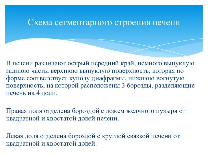 В печени различают острый передний край, немного выпуклую заднюю часть, верхнюю выпуклую