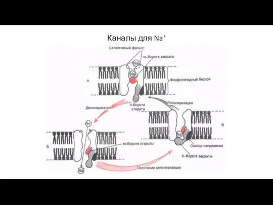 Каналы для Na+