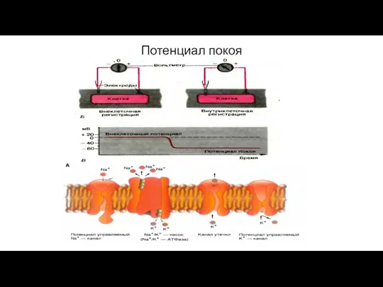 Потенциал покоя