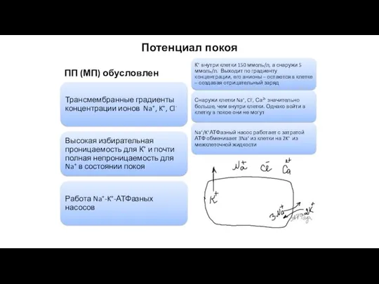 Потенциал покоя ПП (МП) обусловлен