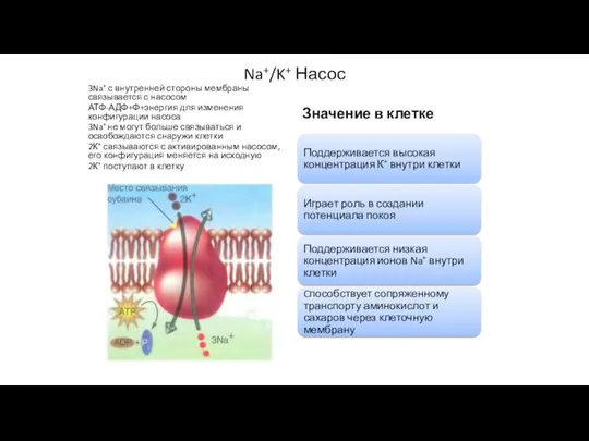 Na+/K+ Насос 3Na+ с внутренней стороны мембраны связывается с насосом АТФ-АДФ+Ф+энергия для