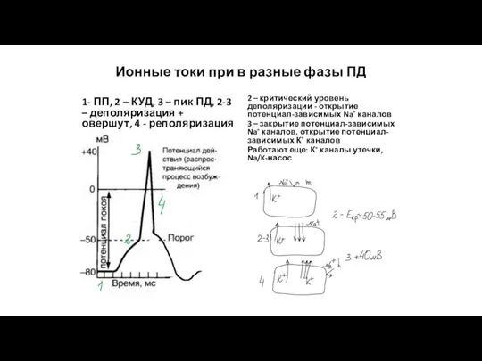 Ионные токи при в разные фазы ПД 1- ПП, 2 – КУД,