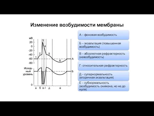 Изменение возбудимости мембраны