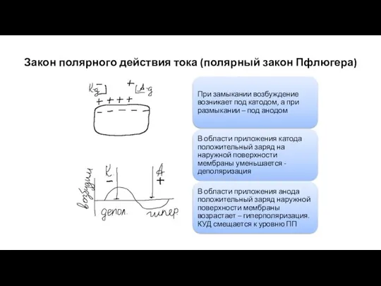 Закон полярного действия тока (полярный закон Пфлюгера)