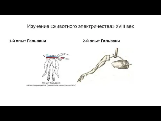 Изучение «животного электричества» XVIII век 1-й опыт Гальвани 2-й опыт Гальвани