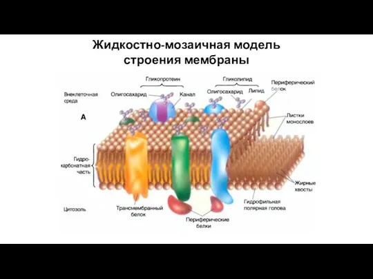 Жидкостно-мозаичная модель строения мембраны