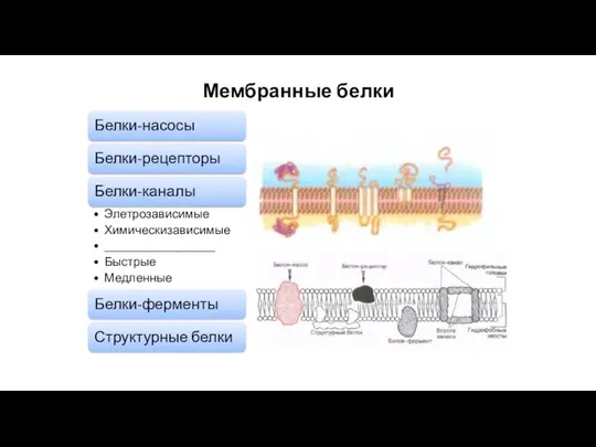 Мембранные белки