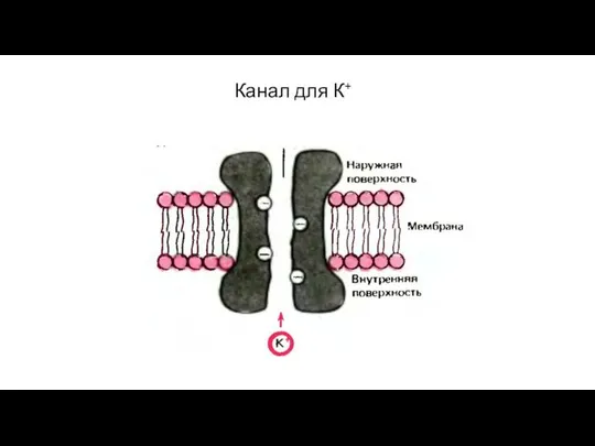 Канал для К+