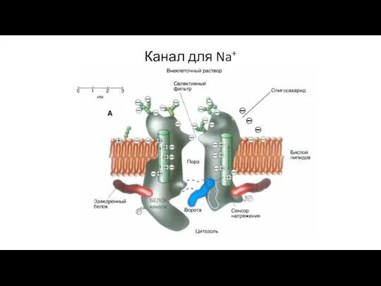 Канал для Na+