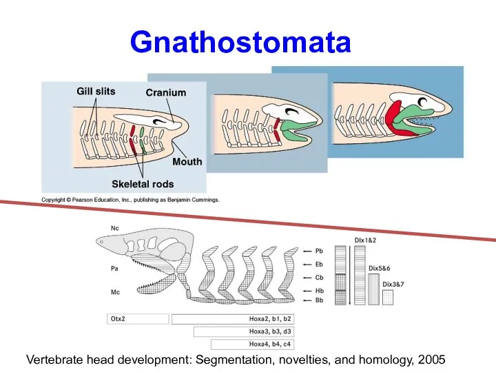 Gnathostomata Vertebrate head development: Segmentation, novelties, and homology, 2005