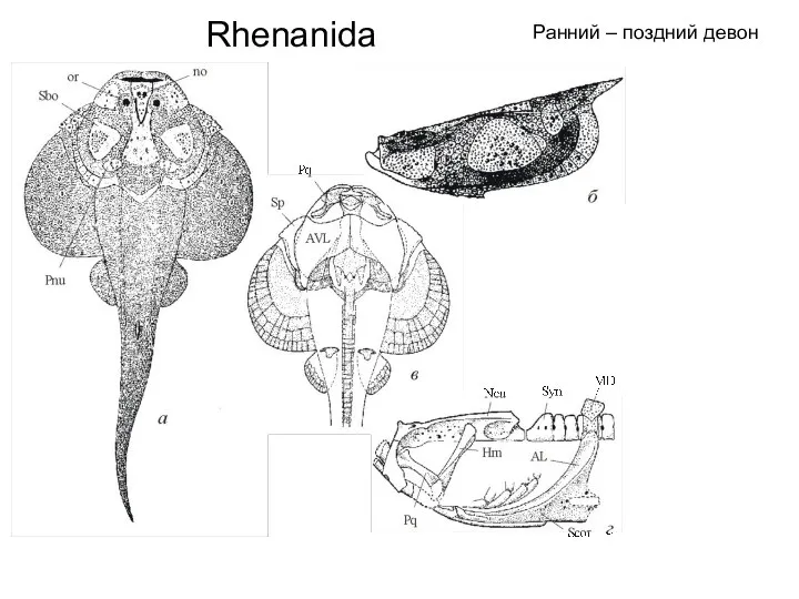 Rhenanida Ранний – поздний девон