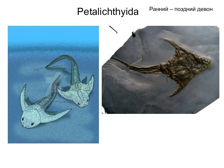 Petalichthyida Ранний – поздний девон