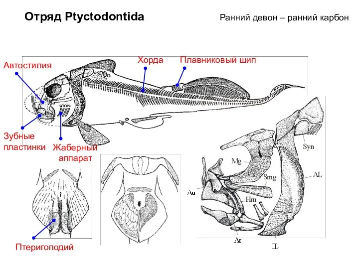 Отряд Ptyctodontida Ранний девон – ранний карбон Зубные пластинки Плавниковый шип Автостилия Хорда Жаберный аппарат Птеригоподий