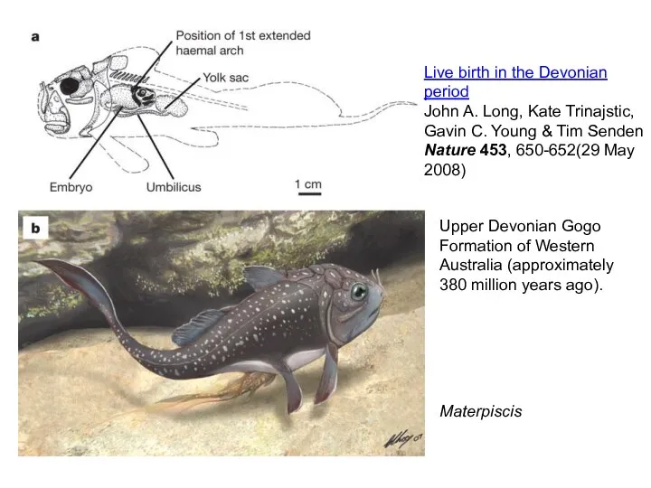 Live birth in the Devonian period John A. Long, Kate Trinajstic, Gavin