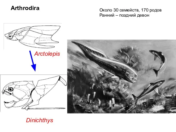 Dinichthys Arthrodira Около 30 семейств, 170 родов Ранний – поздний девон Arctolepis