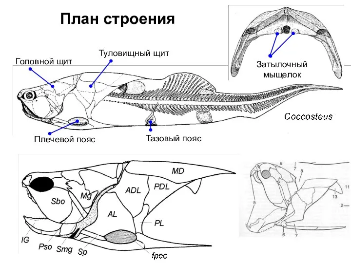 Головной щит Туловищный щит Плечевой пояс Тазовый пояс Затылочный мыщелок План строения