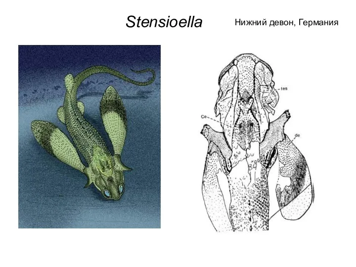 Stensioella Нижний девон, Германия