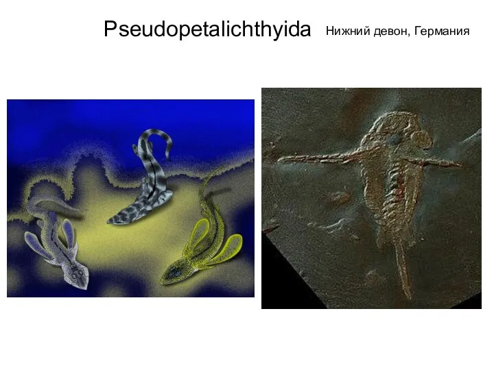 Pseudopetalichthyida Нижний девон, Германия