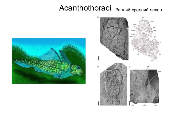 Acanthothoraci Ранний-средний девон