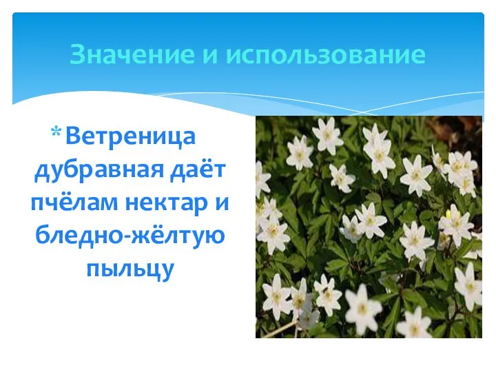 Ветреница дубравная даёт пчёлам нектар и бледно-жёлтую пыльцу Значение и использование