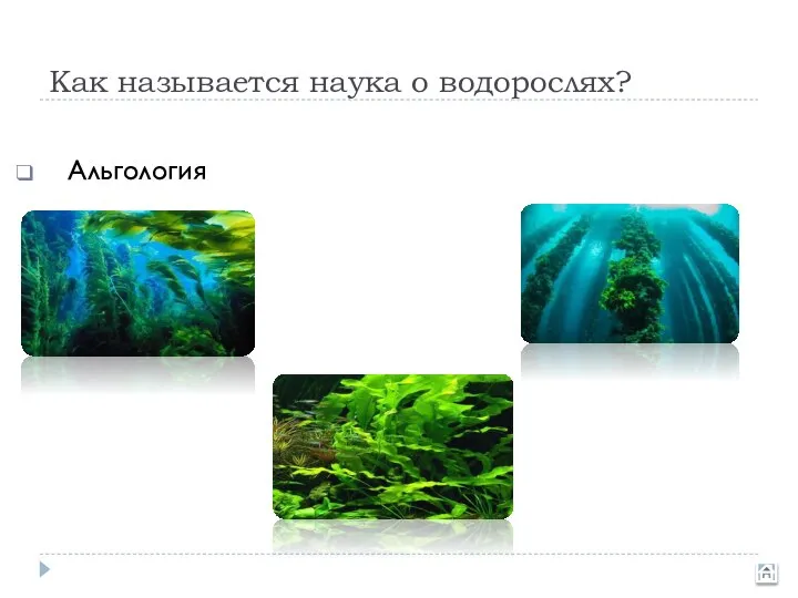 Как называется наука о водорослях? Альгология Гляцеология Лимнология