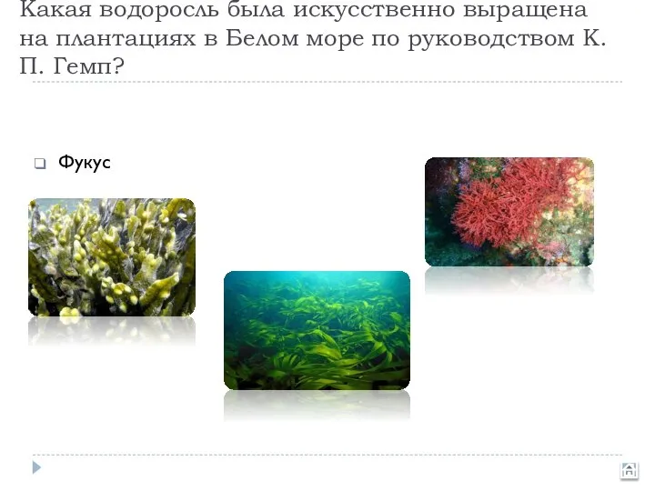 Какая водоросль была искусственно выращена на плантациях в Белом море по руководством