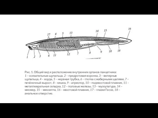 Рис. 1. Общий вид и расположение внутренних органов ланцетника: 1 – осязательные