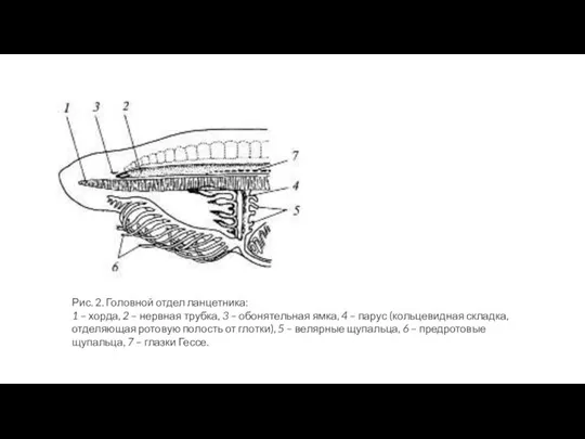 Рис. 2. Головной отдел ланцетника: 1 – хорда, 2 – нервная трубка,