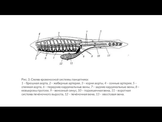 Рис. 3. Схема кровеносной системы ланцетника: 1 – брюшная аорта, 2 –