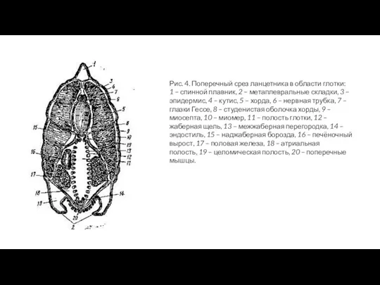 Рис. 4. Поперечный срез ланцетника в области глотки: 1 – спинной плавник,