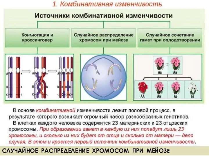 СЛУЧАЙНОЕ РАСПРЕДЕЛЕНИЕ ХРОМОСОМ ПРИ МЕЙОЗЕ