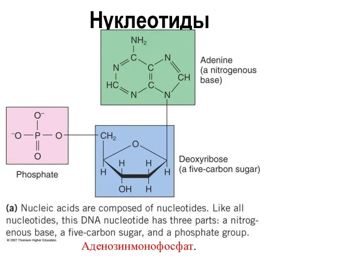Нуклеотиды Аденозинмонофосфат.