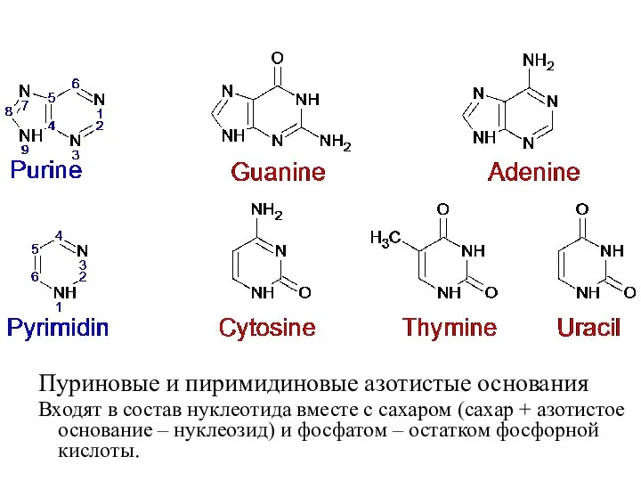 Пуриновые и пиримидиновые азотистые основания Входят в состав нуклеотида вместе с сахаром