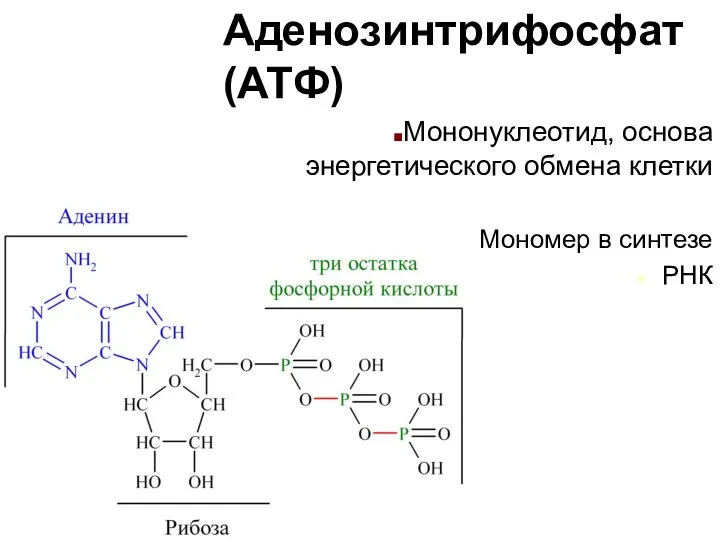 Аденозинтрифосфат (ATФ) Мононуклеотид, основа энергетического обмена клетки Мономер в синтезе РНК