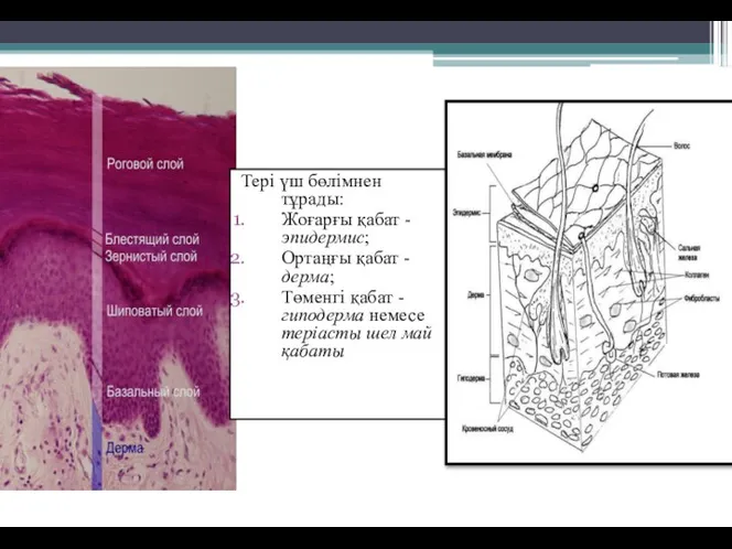 Тері үш бөлімнен тұрады: Жоғарғы қабат - эпидермис; Ортаңғы қабат - дерма;