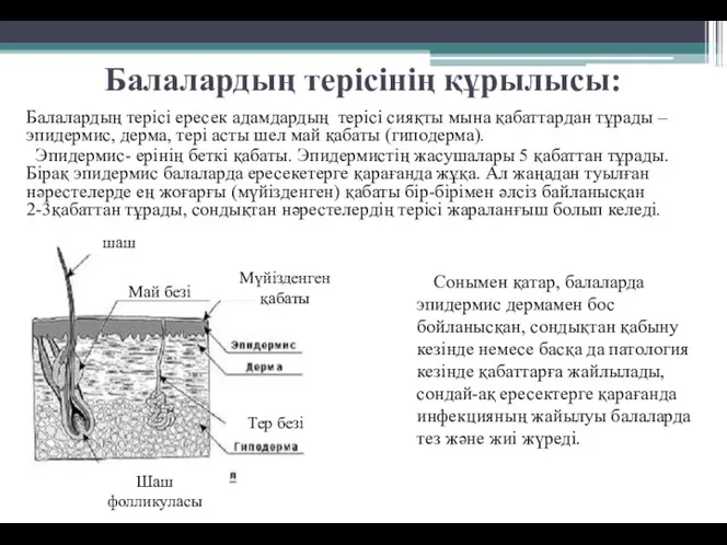 Балалардың терісінің құрылысы: Балалардың терісі ересек адамдардың терісі сияқты мына қабаттардан тұрады