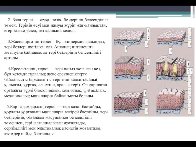 2. Бала терісі — жұқа, нәзік, бездерінің белсенділігі төмен. Терінің өсуі мен