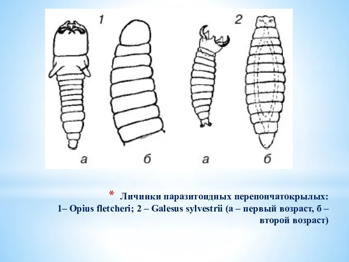 Личинки паразитоидных перепончатокрылых: 1– Opius fletcheri; 2 – Galesus sylvestrii (a –