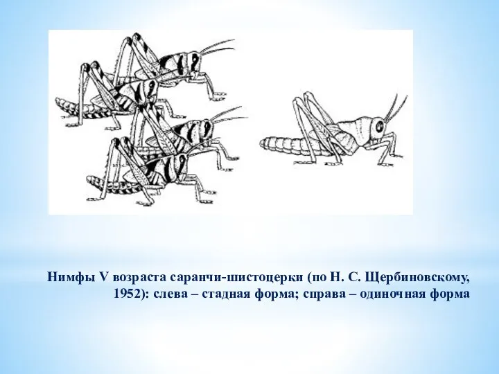 Нимфы V возраста саранчи-шистоцерки (по Н. С. Щербиновскому, 1952): слева – стадная