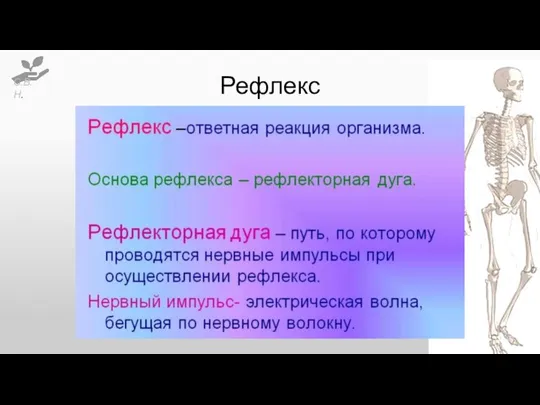 Рефлекс