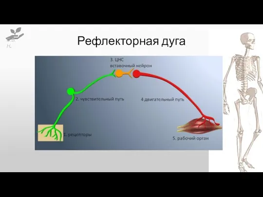 Рефлекторная дуга