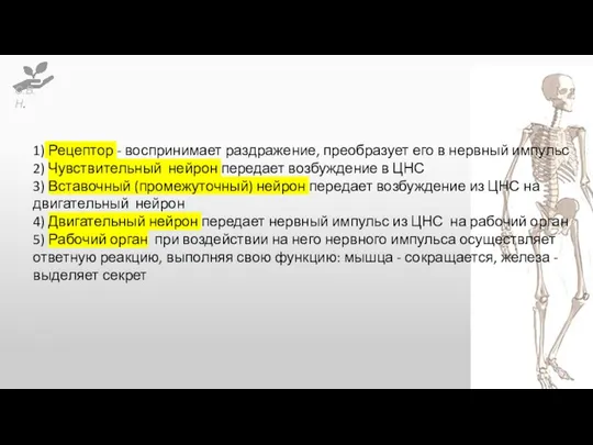 1) Рецептор - воспринимает раздражение, преобразует его в нервный импульс 2) Чувствительный