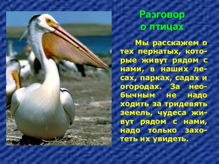 Разговор о птицах Мы расскажем о тех пернатых, кото-рые живут рядом с