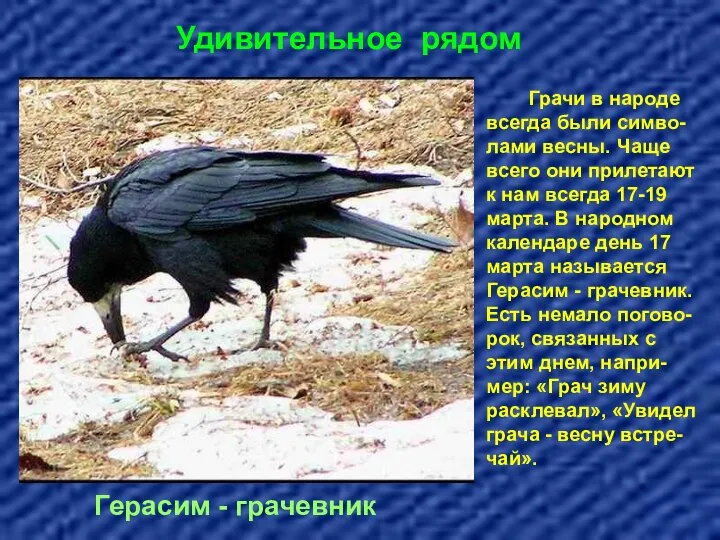 Удивительное рядом Герасим - грачевник Грачи в народе всегда были симво-лами весны.