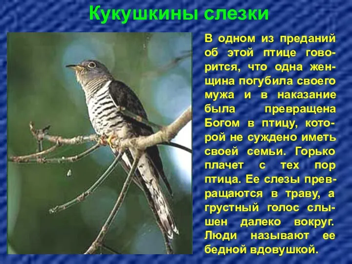 Кукушкины слезки В одном из преданий об этой птице гово-рится, что одна