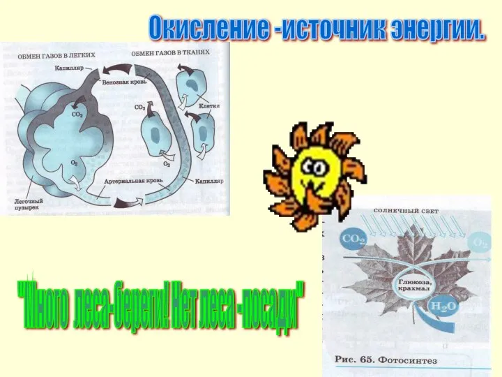 Окисление -источник энергии. "Много леса-береги! Нет леса -посади"